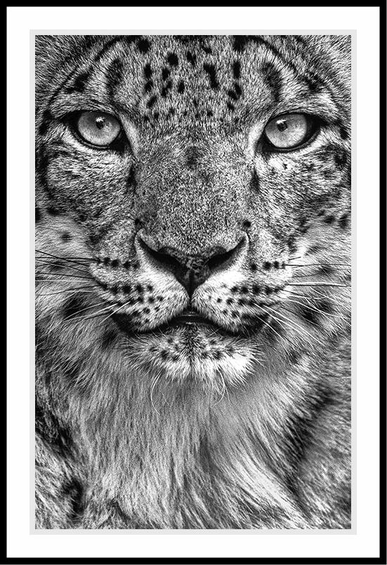 Close up of a Snow Leopard in black and white.
